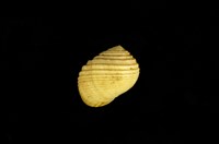 藏品(白肋蜑螺)的圖片